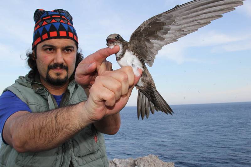 AKKARINLI EBABİL (Apus melba) ARAŞTIRMASINDA 11. YIL TAMAMLANDI